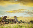 Cheetah
