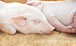 young pig in shed