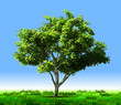 Green tree. Vector Green tree. Vector