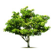 Green tree. Vector Green tree. Vector