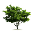 Green tree. Vector Green tree. Vector