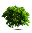 Green tree. Vector Green tree. Vector