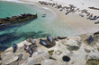 Photo: Seals on the beach Seals on the beach