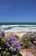 Photo: Beach full of flowers Beach full of flowers