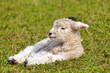 new born