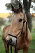 horse