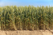 Foto: Getreideanbau im Querschnitt Getreideanbau im Querschnitt