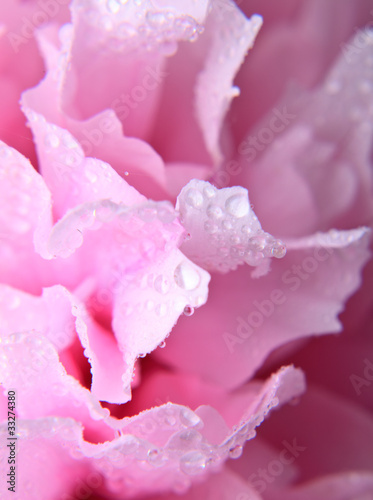 Foto: Pink peony background Pink peony background