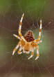 ����: Spider & Web � MrSegui #33275304