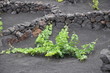 Weinrebe im Tal La Geria auf Lanzarote