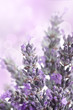 Lavender background