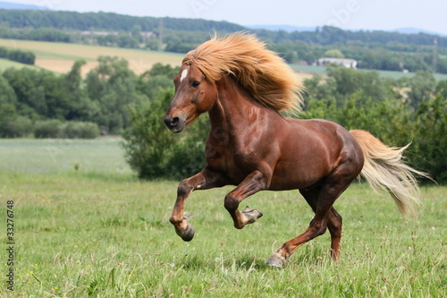 Foto: Islandhengst im Galopp Islandhengst im Galopp