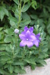 Campanula pyramidalis en pot Campanula pyramidalis en pot