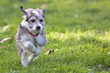 Hund beim Freilauf auf der Wiese