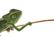 Baby chameleon isolated on white background