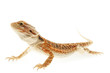 Lizard Bearded Dragon aka Sandfire, focused on eyes