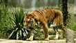 tigre tra le rovine di un tempio