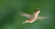 Hummingbird
