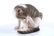 Kleine Katze Luana am putzen H/ LS
