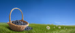 Blueberries in the basket