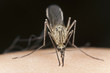 Mosquitos sucking blood, extreme close up Mosquitos sucking blood, extreme close up
