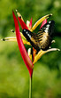 ����: Brown black butterfly on heliconia flower � Tony #33282327