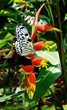 ����: Black white butterfly on heliconia flower � Tony #33282328
