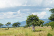 baobab