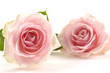 Pair of pink rose with petals