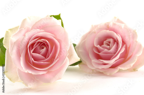 Photo: Pair of pink rose with petals Pair of pink rose with petals