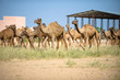 Photo: Camels in the desert building Camels in the desert building