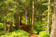 Piller Moor - Piller Swamp 21