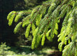 Foto: Nadelbaum Nadelbaum