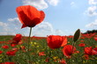 Mohnblüte 4