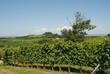 vigna