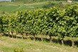 vigna