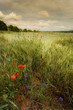Coquelicot effet peinture