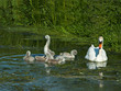 Mute Swan and Cygnets