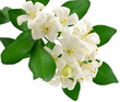 murraya exotica, buis de l'Inde, buis de Chine murraya exotica, buis de l'Inde, buis de Chine