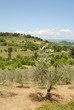 toscana
