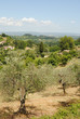 toscana