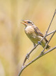 Saxicola rubetra. The bird sits on a dry branch.