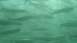 School of Fish School of Fish