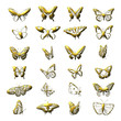 Illustration: Goldene Schmetterlinge Goldene Schmetterlinge