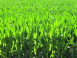 Cornfield, maizal.