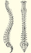 human spine vector illustration black and white human spine vector illustration black and white