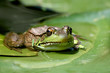 Frog Pad