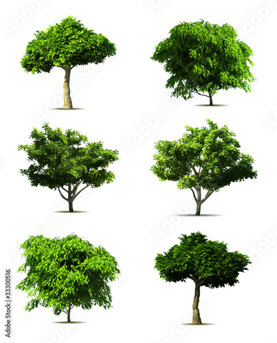 Vektor: Set tree. Vector Set tree. Vector