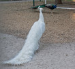 White peacock in the foreground and behind ordinary peacock