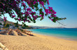 Flowering bougainvillea on the beach against the Sea